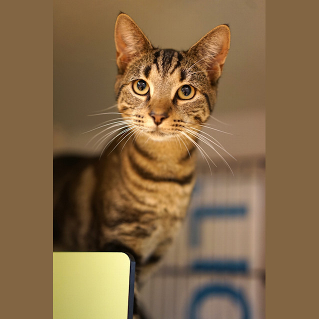 Photo of Chester
