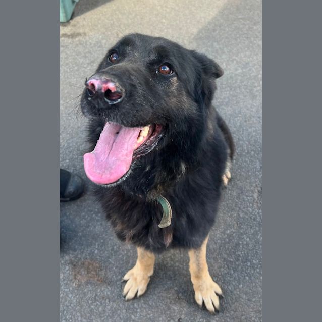 Photo of Bear 