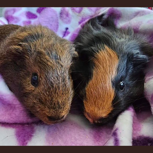 Photo of Tiny & Maxi