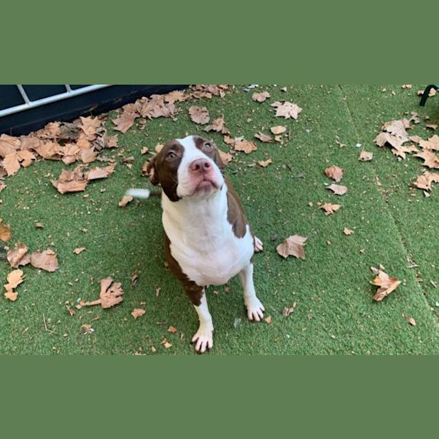 Photo of Bindi