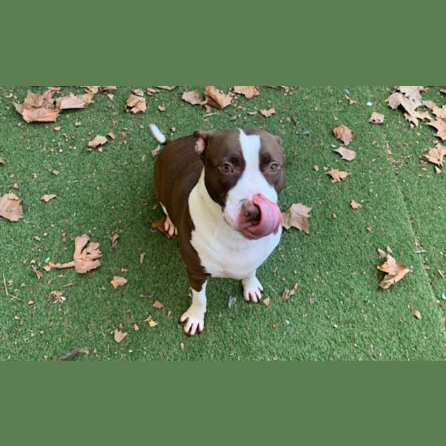 Photo of Bindi