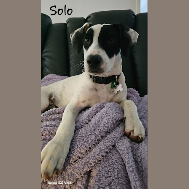 Photo of Solo 
