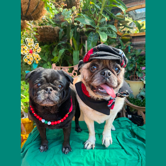 Photo of Lily And Nugget 