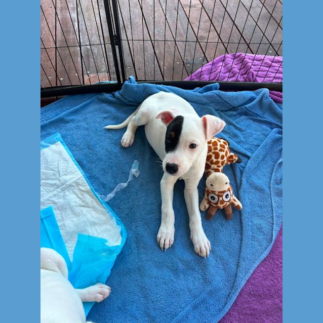 Photo of Ernie   11 Week Old Staffy X (Trial)
