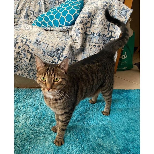 Photo of 7971   Pikelet