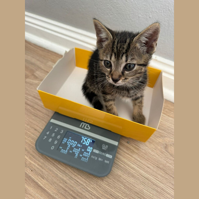 Photo of Levi