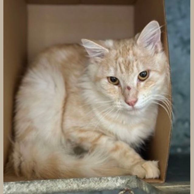 Photo of Queso