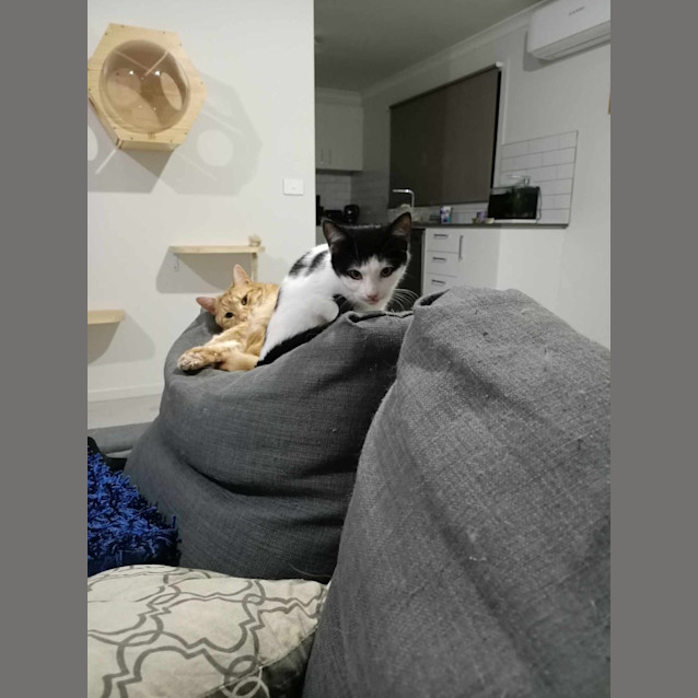 Photo of Chase Meet Me@Petstock Keysborough 