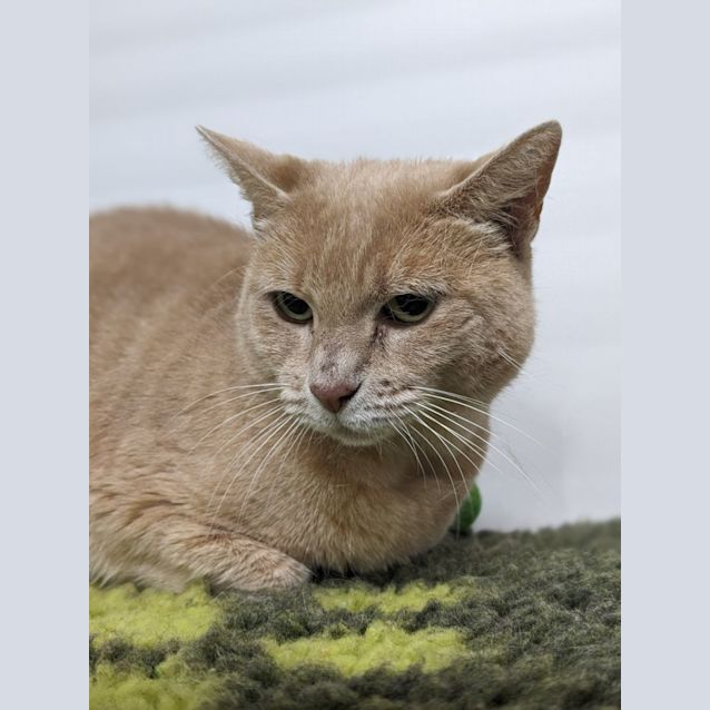 Photo of 👓 Samwise 5059👓