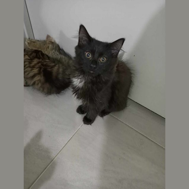 Photo of Syn Meet Me@Petstock Mornington Nepean Hwy