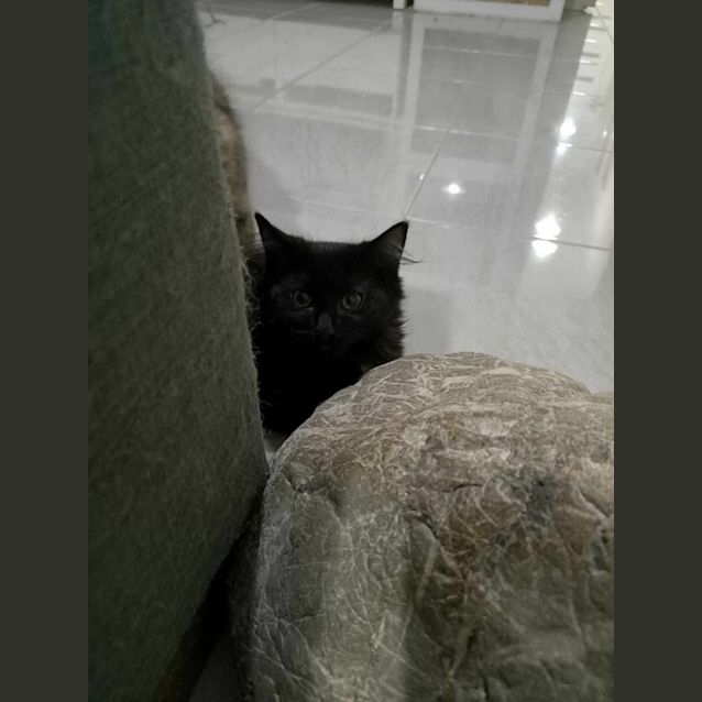 Photo of Syn Meet Me@Petstock Mornington Nepean Hwy