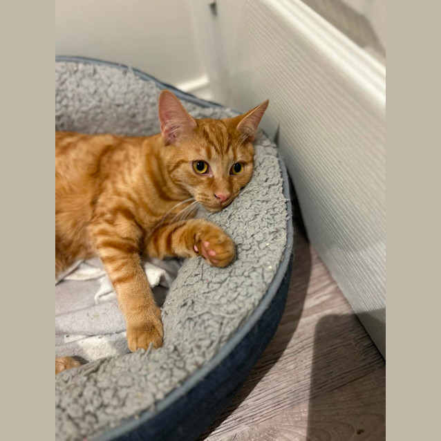 Photo of Toffee   Located In Pakenham