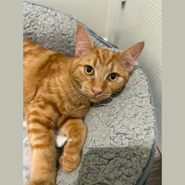 Photo of Toffee   Located In Pakenham