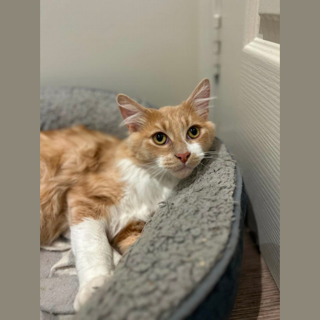 Photo of Cheddar   Located In Pakenham