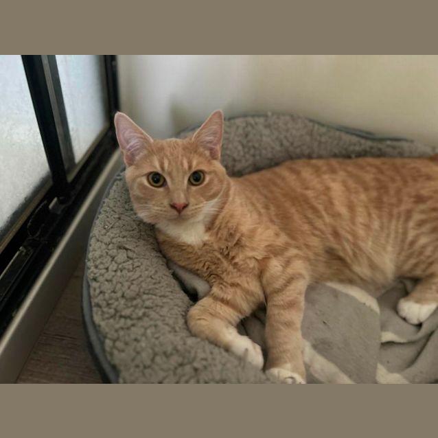 Photo of Custard   Located In Pakenham