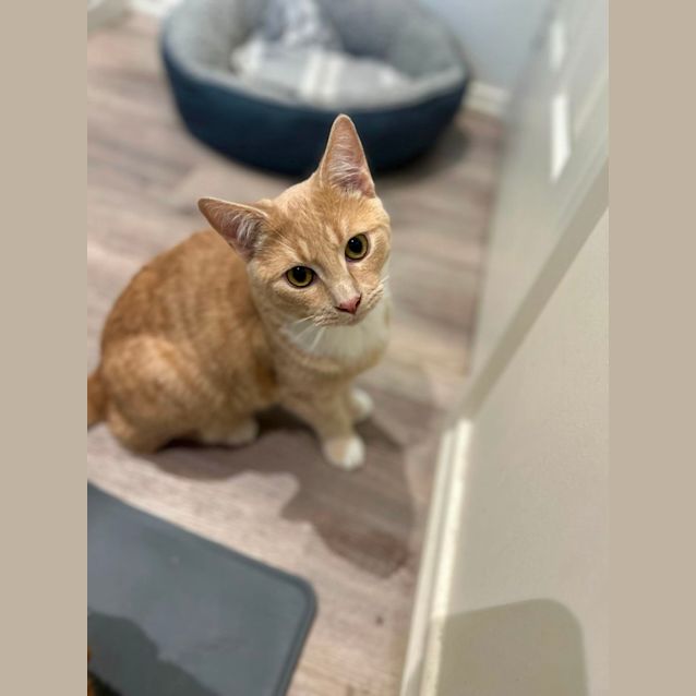 Photo of Custard   Located In Pakenham