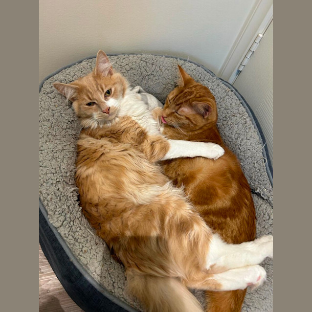 Photo of Toffee   Located In Pakenham