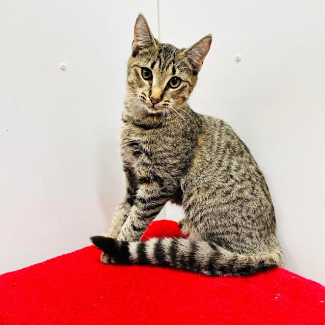 Photo of Oriena   Located In Northcote