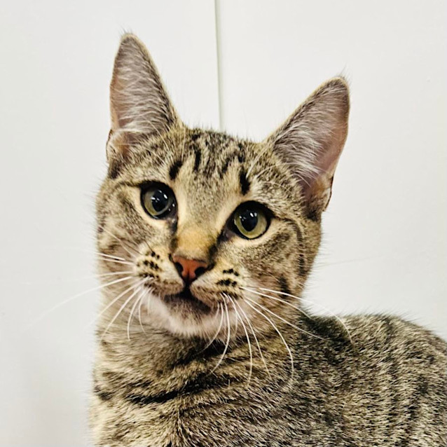 Photo of Oriena   Located In Northcote