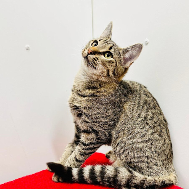 Photo of Oriena   Located In Northcote