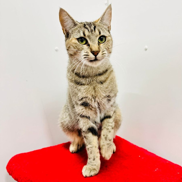 Photo of Enya   Located In Northcote