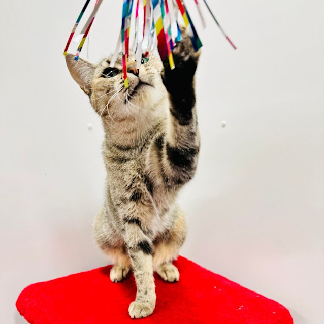 Photo of Enya   Located In Northcote