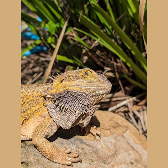 Photo of Gojira