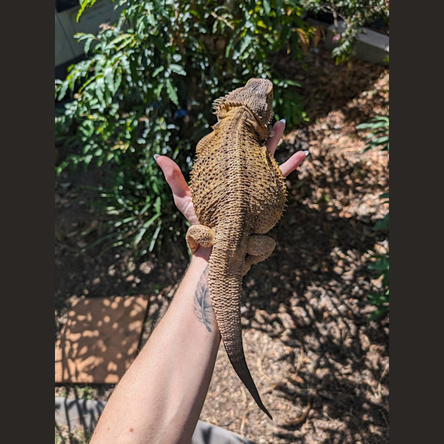 Photo of Gojira