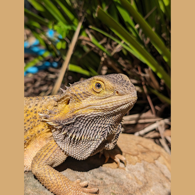Photo of Gojira