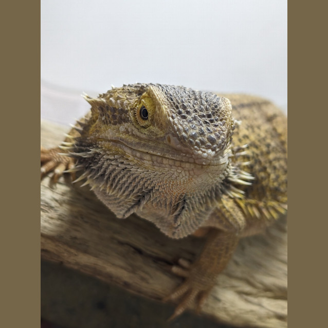 Photo of Gojira