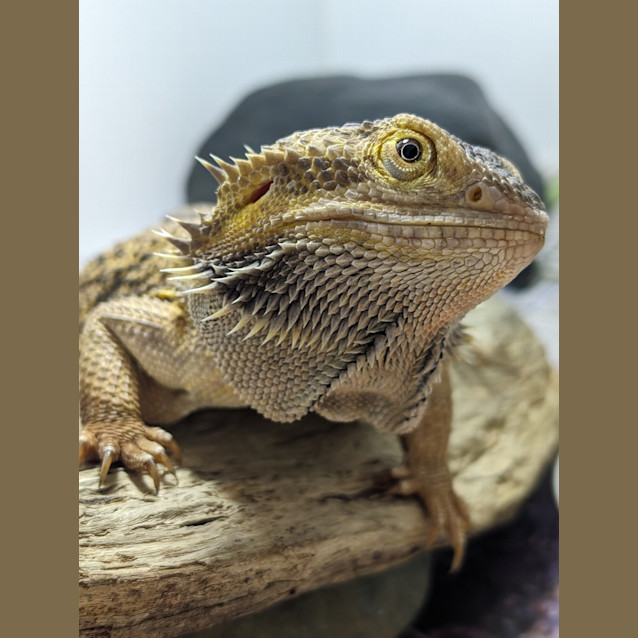 Photo of Gojira