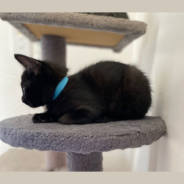 Photo of C1303 Nacho