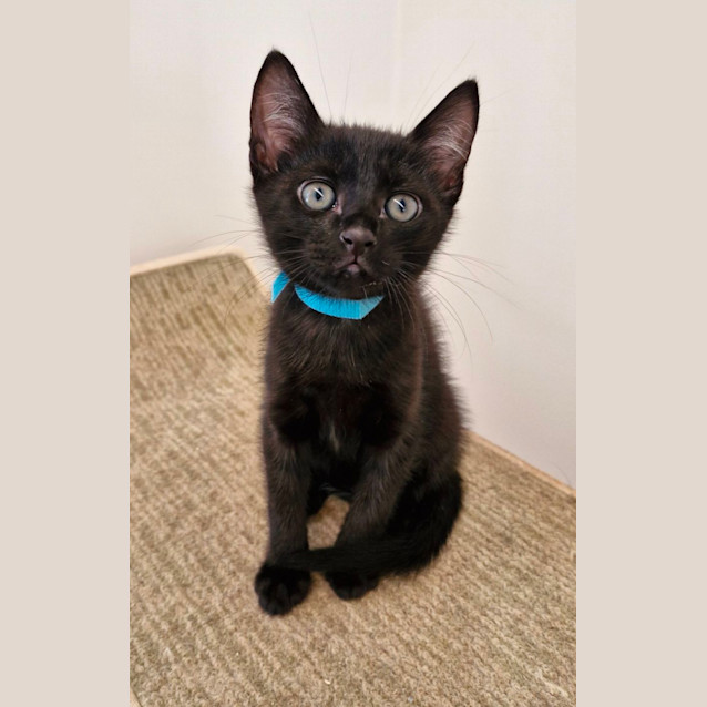 Photo of C1303 Nacho