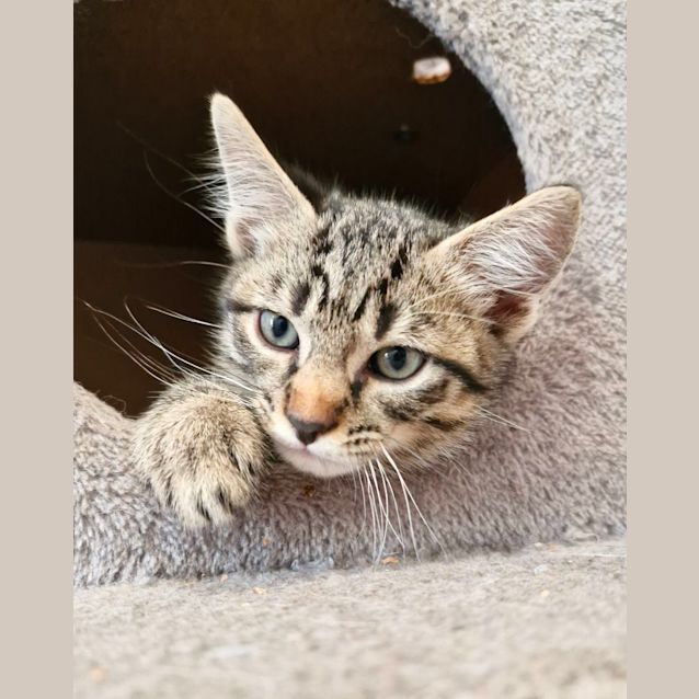 Photo of C1304 Nugget