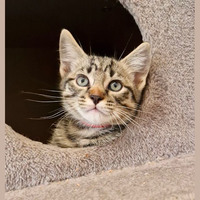 Photo of C1304 Nugget