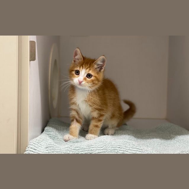 Photo of Ollie