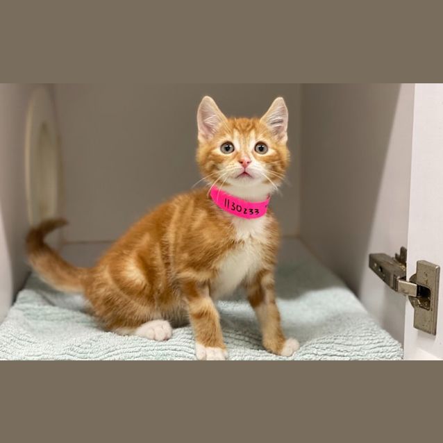 Photo of Tangerine