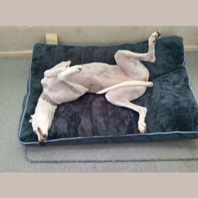 Photo of Cindy Greyhound 