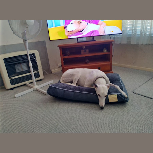 Photo of Cindy Greyhound 