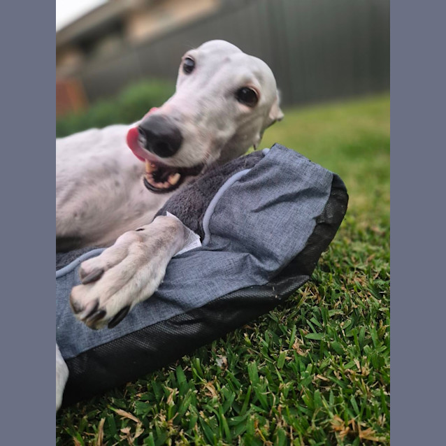 Photo of Cindy Greyhound 