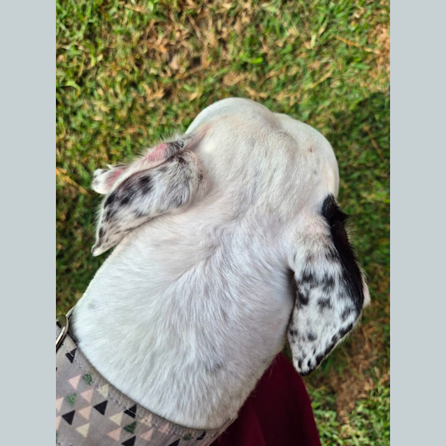 Photo of Cindy Greyhound 