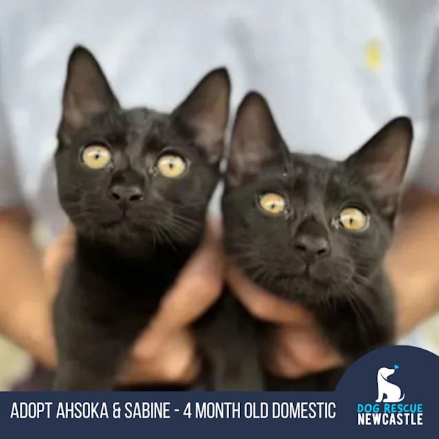 Photo of Ahsoka & Sabine   4 Month Old Domestic (Trial)