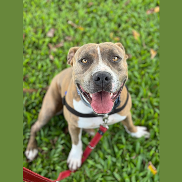 Photo of Otis