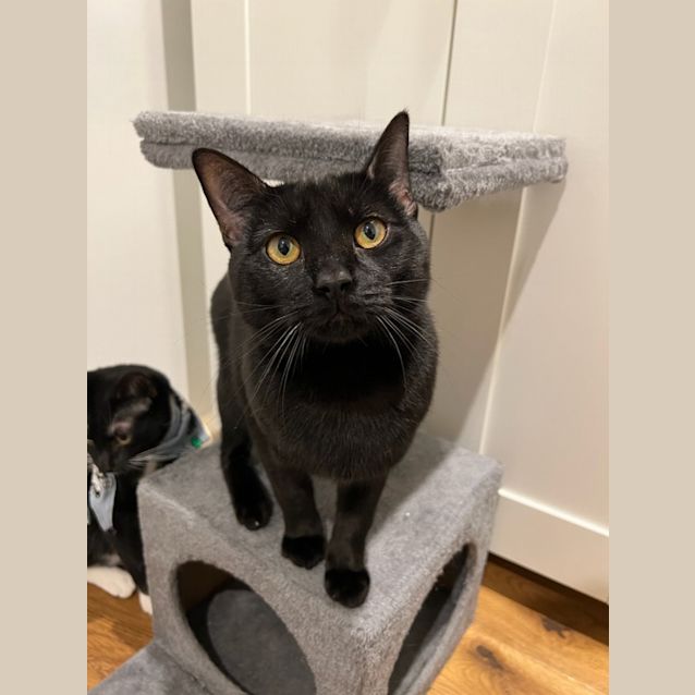 Photo of Boson (Was Salem)
