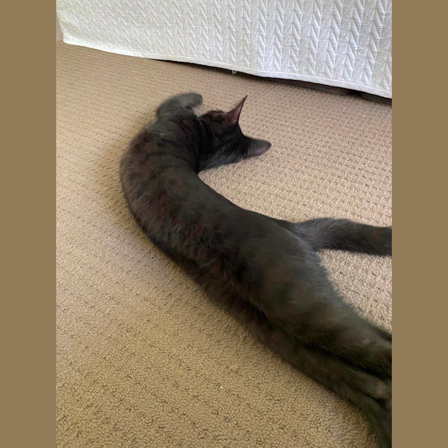 Photo of Genki