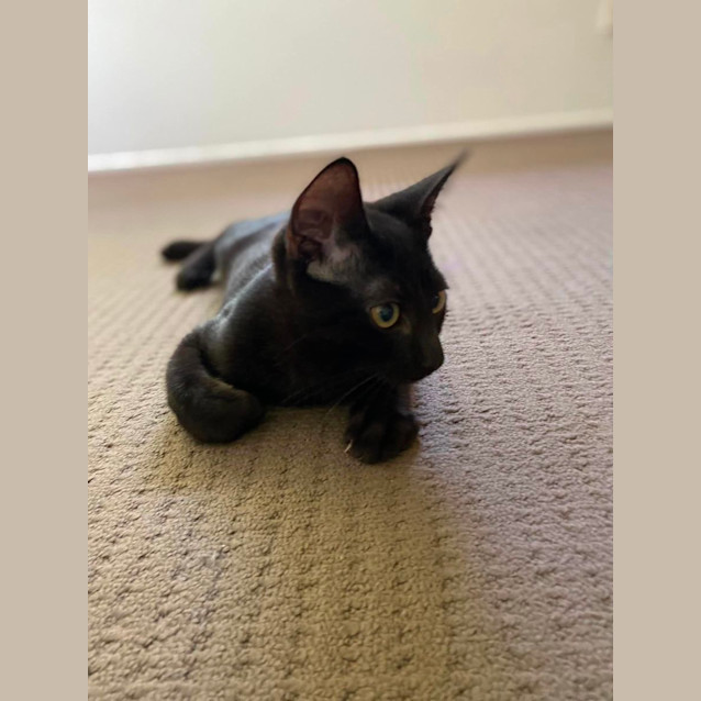 Photo of Genki