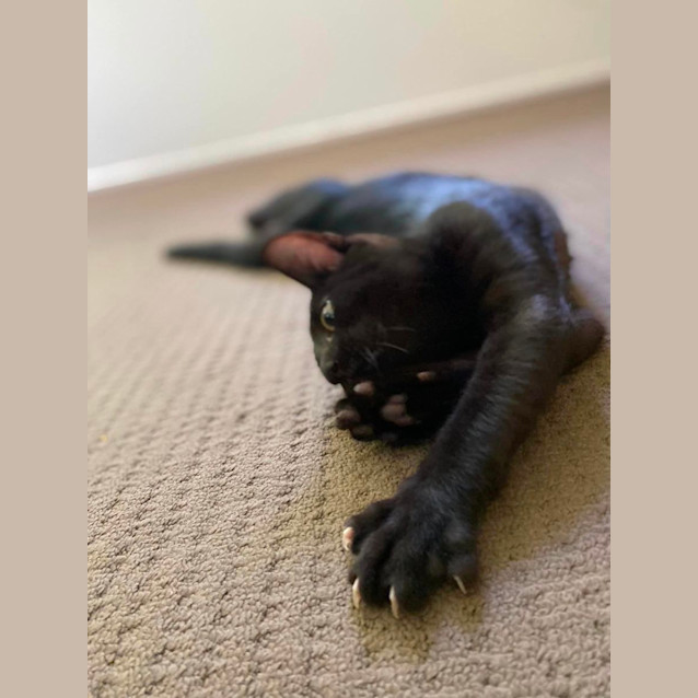 Photo of Genki