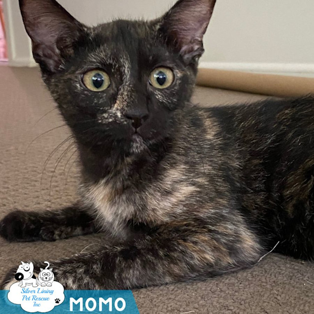 Photo of Momo
