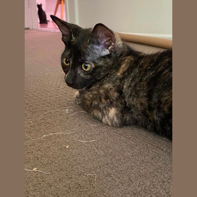 Photo of Momo