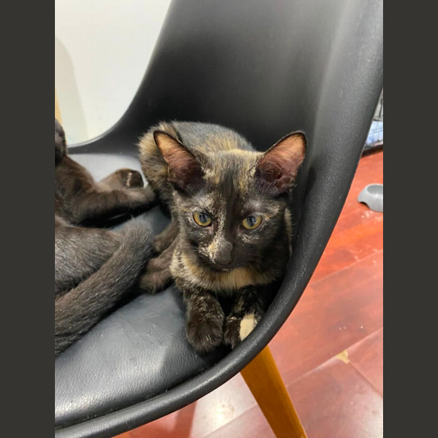 Photo of Momo